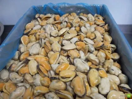 Seafood guide мідії (10 фото)