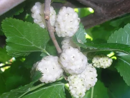 Шовковиця, тутовник (morus alba l (morus) Шовковиця, тутовник (morus alba l