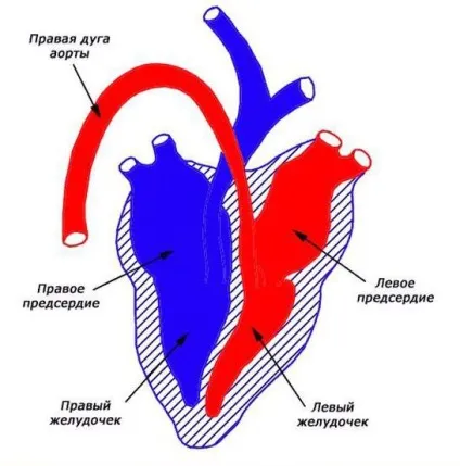 Серце у птахів будова і особливості кровоносної системи (птахів) Серце у птахів будова і особливості кровоносної системи