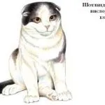 Шотландські висловухі кошенята догляд і харчування, фото, ціна, все про породу, утримання, виховання, (догляд) Шотландські висловухі кошенята догляд і харчування, фото, ціна, все про породу, утримання, виховання,