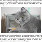 Шотландські висловухі кошенята догляд і харчування, фото, ціна, все про породу, утримання, виховання, (висловухі) Шотландські висловухі кошенята догляд і харчування, фото, ціна, все про породу, утримання, виховання,
