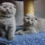 Шотландські висловухі кошенята догляд і харчування, фото, ціна, все про породу, утримання, виховання, (кошенята) Шотландські висловухі кошенята догляд і харчування, фото, ціна, все про породу, утримання, виховання,
