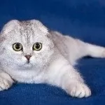 Шотландські висловухі кошенята догляд і харчування, фото, ціна, все про породу, утримання, виховання, (шотландські) Шотландські висловухі кошенята догляд і харчування, фото, ціна, все про породу, утримання, виховання,