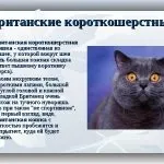 Шотландські висловухі кошенята догляд і харчування, фото, ціна, все про породу, утримання, виховання, (шотландські) Шотландські висловухі кошенята догляд і харчування, фото, ціна, все про породу, утримання, виховання,