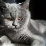 Шотландський кіт (50 фото) рудий висловухий, порода скоттиш, сірі кошенята, відео (фото) Шотландський кіт (50 фото) рудий висловухий, порода скоттиш, сірі кошенята, відео