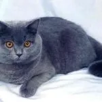 Шотландські висловухі кошенята догляд і харчування, фото, ціна, все про породу, утримання, виховання, (шотландські висловухі кошенята) Шотландські висловухі кошенята догляд і харчування, фото, ціна, все про породу, утримання, виховання,