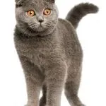 Шотландські висловухі кошенята догляд і харчування, фото, ціна, все про породу, утримання, виховання, (догляд) Шотландські висловухі кошенята догляд і харчування, фото, ціна, все про породу, утримання, виховання,