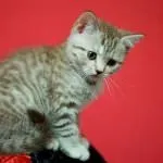 Шотландський кіт (50 фото) рудий висловухий, порода скоттиш, сірі кошенята, відео (шотландський) Шотландський кіт (50 фото) рудий висловухий, порода скоттиш, сірі кошенята, відео