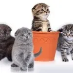 Шотландські висловухі кошенята догляд і харчування, фото, ціна, все про породу, утримання, виховання, (шотландські висловухі кошенята) Шотландські висловухі кошенята догляд і харчування, фото, ціна, все про породу, утримання, виховання,