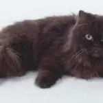 Шотландські висловухі кошенята догляд і харчування, фото, ціна, все про породу, утримання, виховання, (висловухі) Шотландські висловухі кошенята догляд і харчування, фото, ціна, все про породу, утримання, виховання,