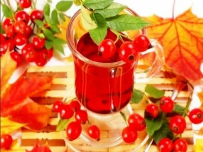 Шипшина, як заварювати і як пити правильно
