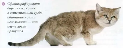 Шотландська висловуха кішка