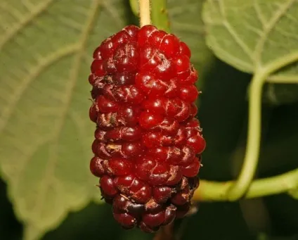 Шовковиця, тутовник (morus alba l (плодоніжки) Шовковиця, тутовник (morus alba l