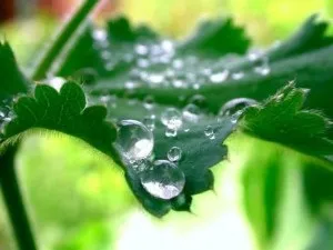 Лікування водою, щасливий квиток (метод лікування) Лікування водою, щасливий квиток