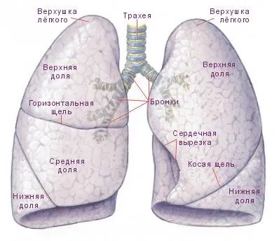 Легкі, газообмін в організмі людини, будова легенів людини (людини) Легкі, газообмін в організмі людини, будова легенів людини