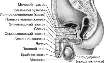 Лікування тріщин на крайньої плоті у чоловіків