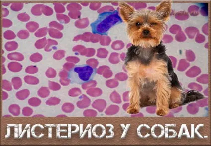 Лістеріоз у собак, симптоми, лікування, профілактика (симптоми) Лістеріоз у собак, симптоми, лікування, профілактика