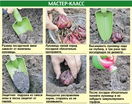 Лілії в ландшафтному дизайні саду, фото кращих композицій (лілії) Лілії в ландшафтному дизайні саду, фото кращих композицій
