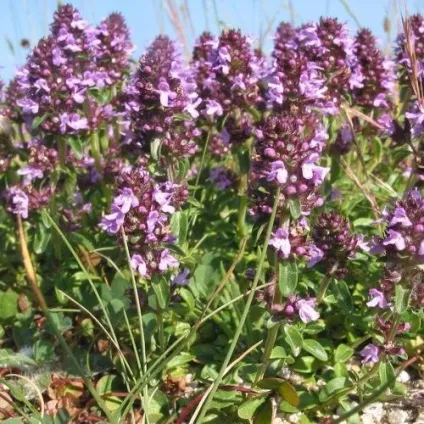 Лікування травами чоловічих хвороб (лікування) Лікування травами чоловічих хвороб