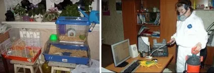 Блохи у хом'яків бувають і що робити якщо у хом'яка блохи (хом'яка) Блохи у хом'яків бувають і що робити якщо у хом'яка блохи