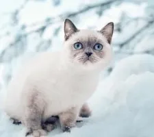 Сіамська кішка опис породи, фото, ціна кошенят, відгуки (породи) Сіамська кішка опис породи, фото, ціна кошенят, відгуки