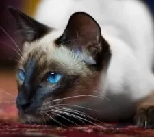 Сіамська кішка опис породи, фото, ціна кошенят, відгуки (фото сіамської кішки) Сіамська кішка опис породи, фото, ціна кошенят, відгуки