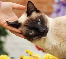 Сіамська кішка опис породи, фото, ціна кошенят, відгуки (сіамська) Сіамська кішка опис породи, фото, ціна кошенят, відгуки