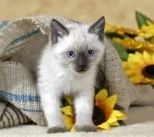 Сіамська кішка опис породи, фото, ціна кошенят, відгуки (фото сіамської кішки) Сіамська кішка опис породи, фото, ціна кошенят, відгуки
