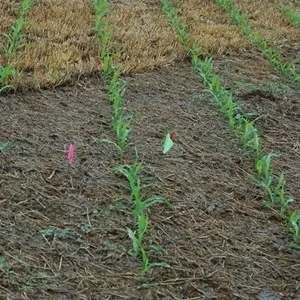 Система землеробства no-till - нульова обробка грунту (органічних добрив доцільно) Система землеробства no-till - нульова обробка грунту