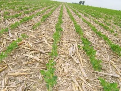 Система землеробства no-till - нульова обробка грунту (30-35% загальної кількості) Система землеробства no-till - нульова обробка грунту