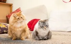 Скільки коштує кошеня сибірської кішки ціна вартість кошеня сибірської кішки (стоїть) Скільки коштує кошеня сибірської кішки ціна вартість кошеня сибірської кішки