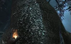 Skyrim - диво природи