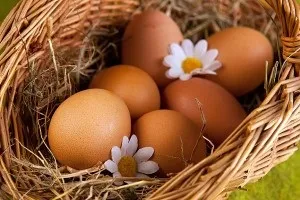 Скільки яєць несе курка в день середні показники