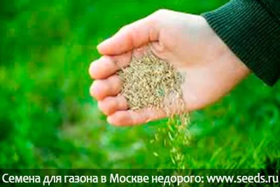 Скільки потрібно насіння газонної трави на одну сотку норми висіву газонної трави (насіння) Скільки потрібно насіння газонної трави на одну сотку норми висіву газонної трави