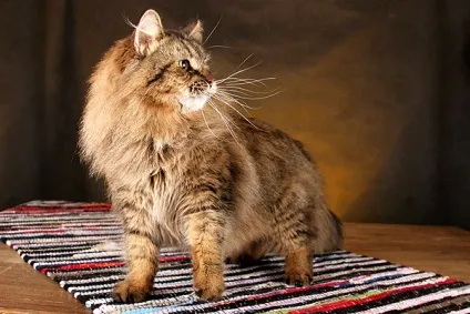 Скільки коштує кошеня сибірської кішки ціна вартість кошеня сибірської кішки (сибірської) Скільки коштує кошеня сибірської кішки ціна вартість кошеня сибірської кішки