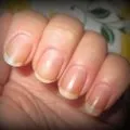 Зміст і розмноження індійського палочника, expertoza (комахи) Зміст і розмноження індійського палочника, expertoza