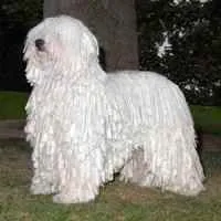 Собака шарпей характеристика і опис породи (собака шарпей фото) Собака шарпей характеристика і опис породи