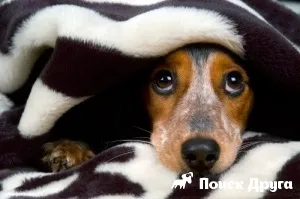 Собака боїться гучних звуків