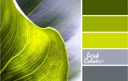 Поєднання з кольором шартрез, lookcolor (шартрез) Поєднання з кольором шартрез, lookcolor