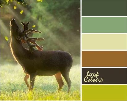 Поєднання з кольором шартрез, lookcolor (поєднання) Поєднання з кольором шартрез, lookcolor