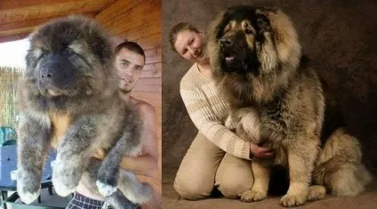 Собака схожа на ведмедика, ls (породи мі-мі-Мішн собак) Собака схожа на ведмедика, ls