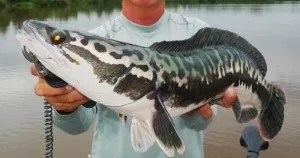 Сонник жива риба, до чого сниться велика жива риба дівчині в воді або акваріумі бачити уві сні (жива) Сонник жива риба, до чого сниться велика жива риба дівчині в воді або акваріумі бачити уві сні