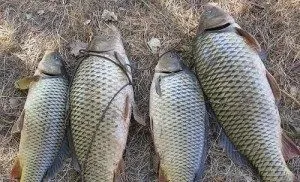 Сонник жива риба, до чого сниться велика жива риба дівчині в воді або акваріумі бачити уві сні (що снитися живої риба наснитися сонник вода бачити сон дівчина рука великий акваріум чистий мертвий ожив багато) Сонник жива риба, до чого сниться велика жива риба дівчині в воді або акваріумі бачити уві сні