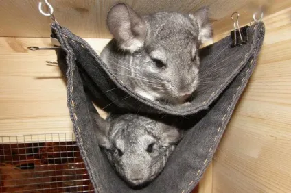 Поради щодо вибору і майстер-класи з виготовлення гамака і іграшки для шиншил (іграшки) Поради щодо вибору і майстер-класи з виготовлення гамака і іграшки для шиншил