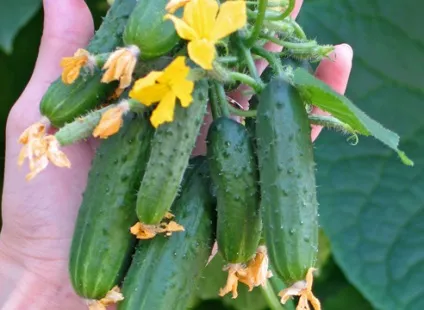 Сорти огірків, перцю, баклажанів від компанії манул на (ландшафтний дизайн) Сорти огірків, перцю, баклажанів від компанії манул на