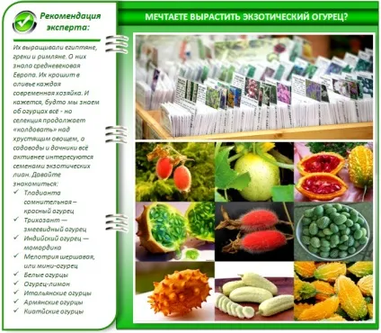 Сорти огірків для теплиці з полікарбонату кращі варіанти (теплиці) Сорти огірків для теплиці з полікарбонату кращі варіанти