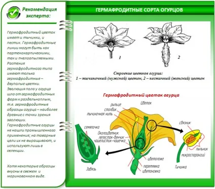 Сорти огірків для теплиці з полікарбонату кращі варіанти (огірків) Сорти огірків для теплиці з полікарбонату кращі варіанти