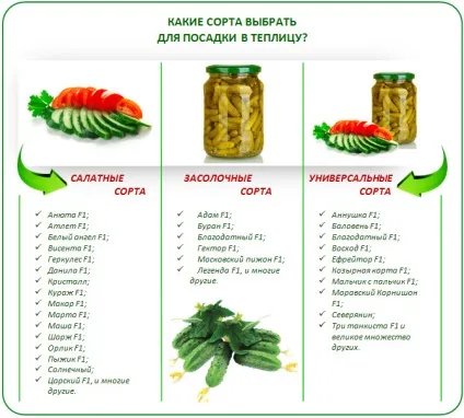 Сорти огірків для теплиці з полікарбонату кращі варіанти (огірків) Сорти огірків для теплиці з полікарбонату кращі варіанти
