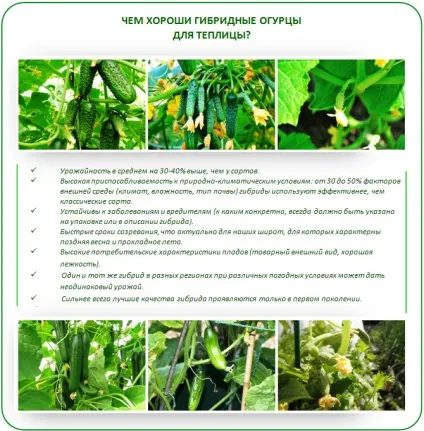 Сорти огірків для теплиці з полікарбонату кращі варіанти (сорти) Сорти огірків для теплиці з полікарбонату кращі варіанти