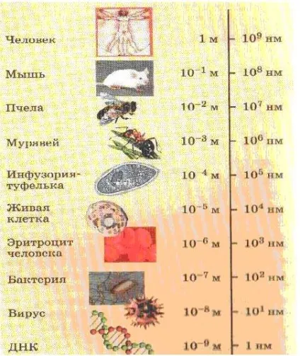 Сучасні наукомісткі технології матеріал (технології) Сучасні наукомісткі технології матеріал
